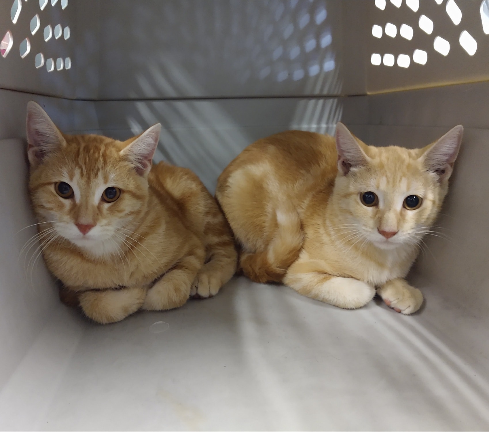 St. Louis cats, Beloved cat adopted by nursing home