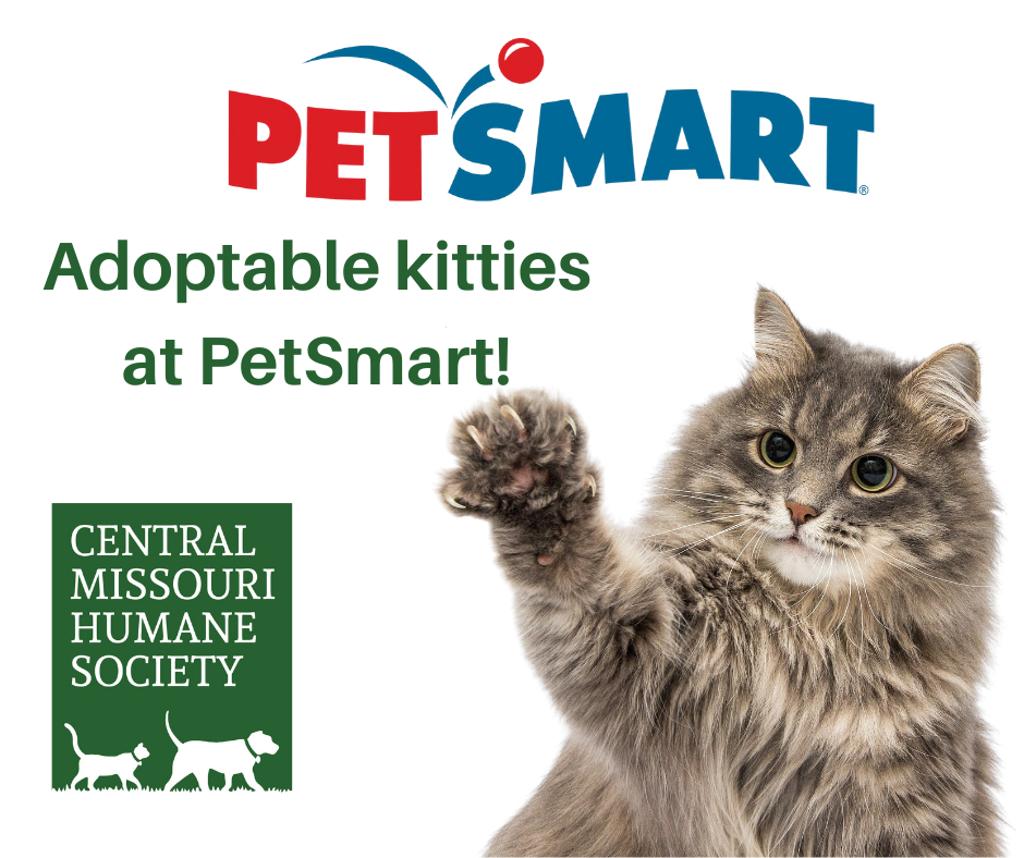 Cat pawing at PetSmart logo