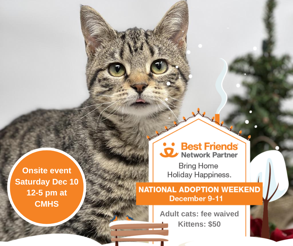 Best Friends kitty adoption flyer