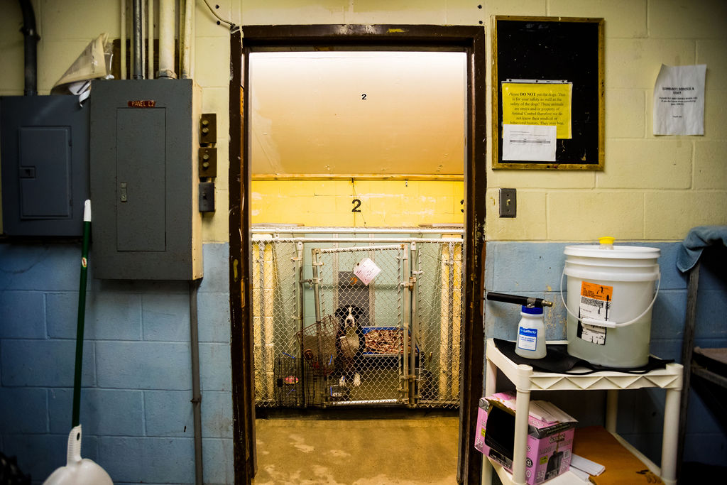 A dog in chain link kennel