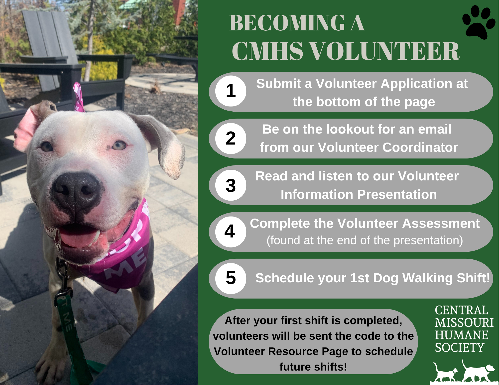 dog next to a list of steps required to complete the volunteer process