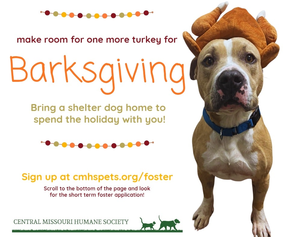 Dog dressed as a turkey