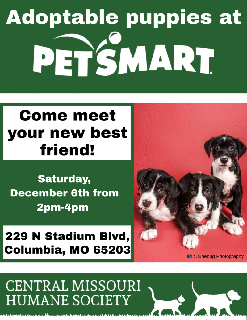 puppies on red background