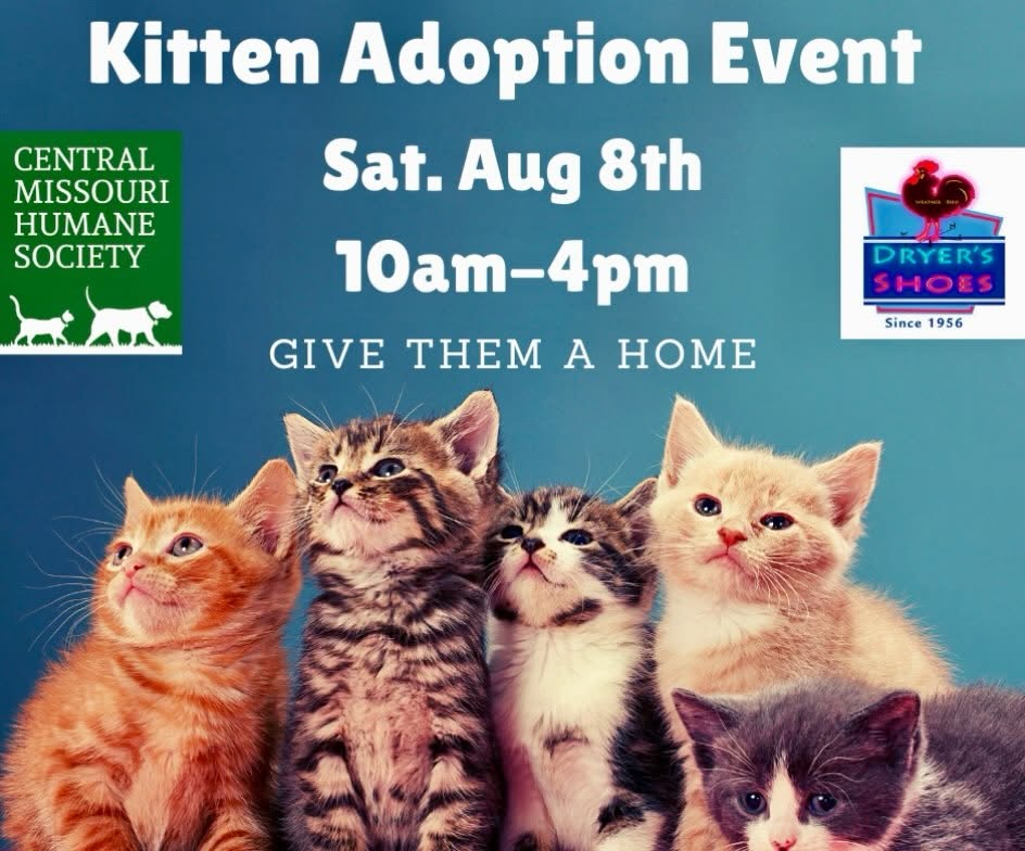 Flyer featuring kittens with event information